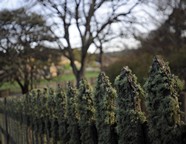 port_arthur