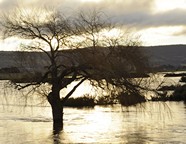 flood_ross
