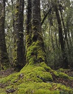 tarkine_forest