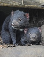 tasmanian_devil