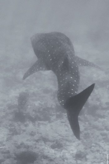 Tiburón ballena