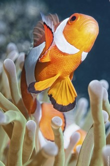 Moalboal, Filipinas