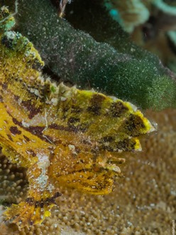 Alor Divers, Indonesia