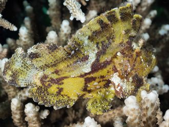 Alor Divers, Indonesia
