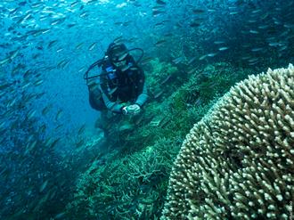 Alor Divers, Indonesia