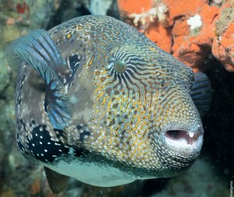Alor Divers, Indonesia