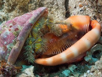 Alor Divers, Indonesia