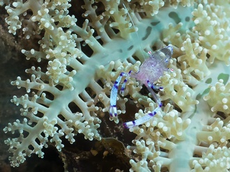 Alor Divers, Indonesia