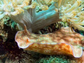 Alor Divers, Indonesia