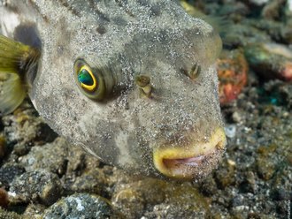 Alor Divers, Indonesia