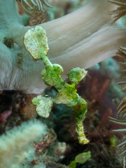 Alor Divers, Indonesia
