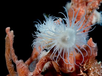Alor Divers, Indonesia
