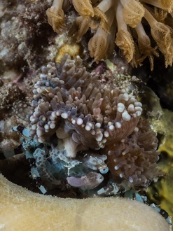 Alor Divers, Indonesia