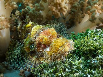 Alor Divers, Indonesia