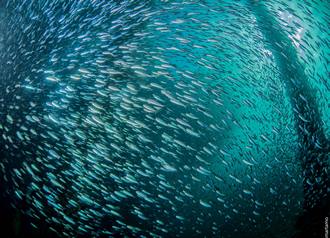 Alor Divers, Indonesia