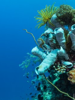 Alor Divers, Indonesia