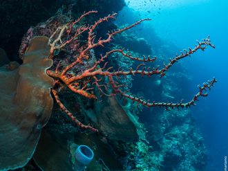 Alor Divers, Indonesia