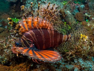Alor Divers, Indonesia