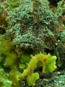 Alor Divers, Indonesia