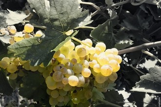 Vendimia Castronuño