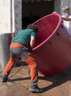 Vendimia Castronuño