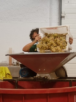 Vendimia Castronuño